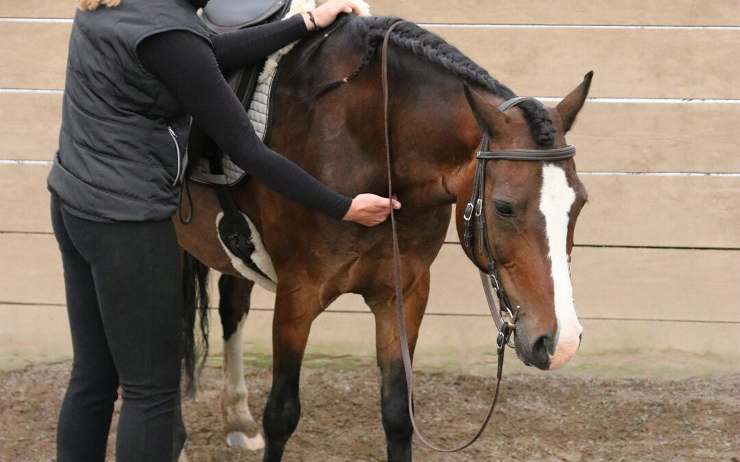 Ausbildung zur Pferdephysiotherapeutin