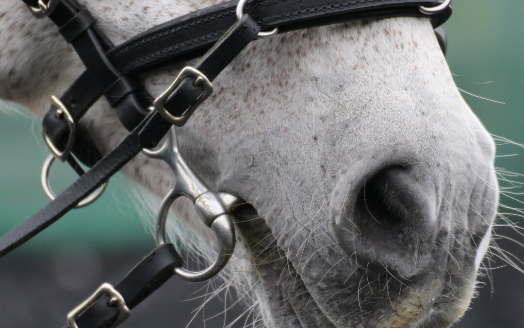Ausbildung zur Gebisskunde-Expertin